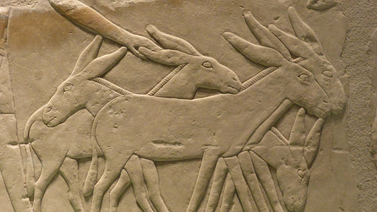 Bas relief illustrant une scène de récolte avec des ânes provenant de la nécropole de Gizeh en Égypte et conservé au Musée égyptien de Berlin