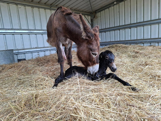 Naissance de Picasso