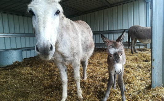 Naissance de Kracotte