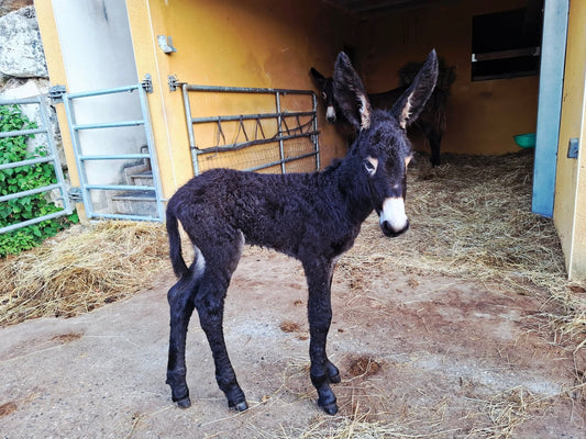 Naissance de Papaye
