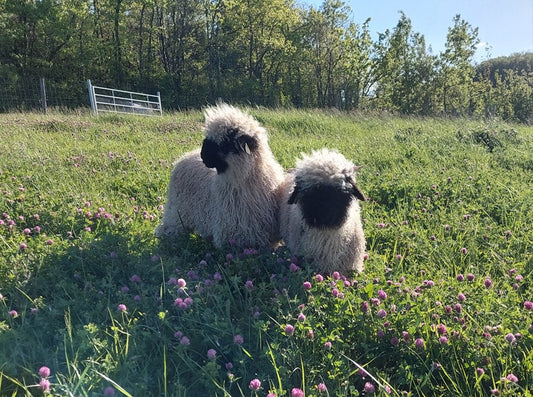 Arrivée de Capsule et Bubule 🐑